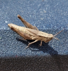 Dichromorpha viridis