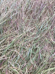 Elymus athericus