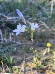 Ixia rapunculoides