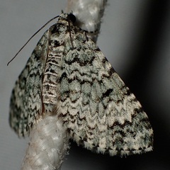 Spargania viridescens