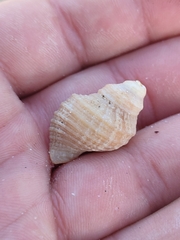 Muricidae