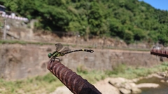 Lamelligomphus formosanus