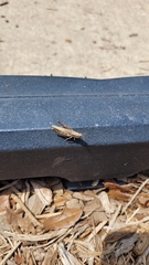 Dichromorpha viridis