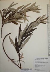 Salix pellita