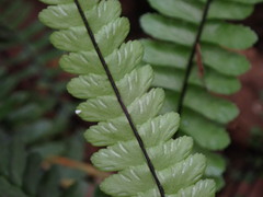 Asplenium normale normale