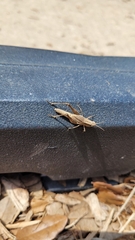 Dichromorpha viridis