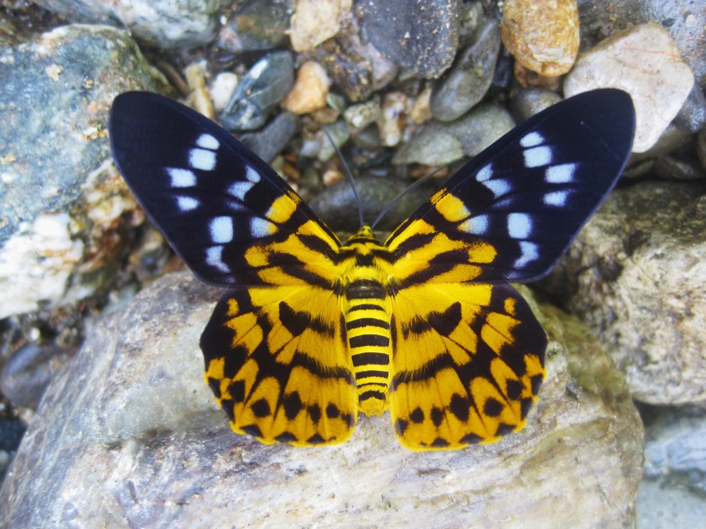 False Tiger Moths