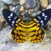 False Tiger Moths - Photo (c) Pavel Kirillov, some rights reserved (CC BY-NC-SA)