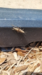 Dichromorpha viridis