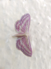 Leptostales laevitaria