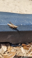 Dichromorpha viridis