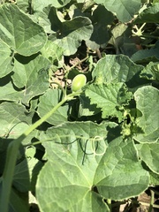 Cucumis melo