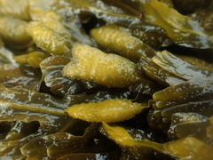 Fucus spiralis