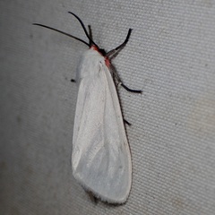 Pygarctia roseicapitis