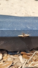 Dichromorpha viridis