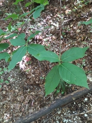 Euonymus latifolius