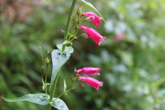 Penstemon roseus