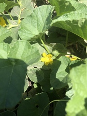 Cucumis melo