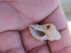 Muricidae