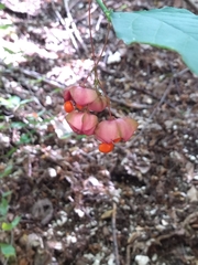 Euonymus latifolius