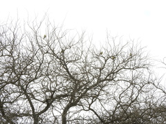 Gubernatrix cristata