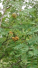 Sorbus aucuparia