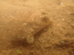 Pleuronectidae