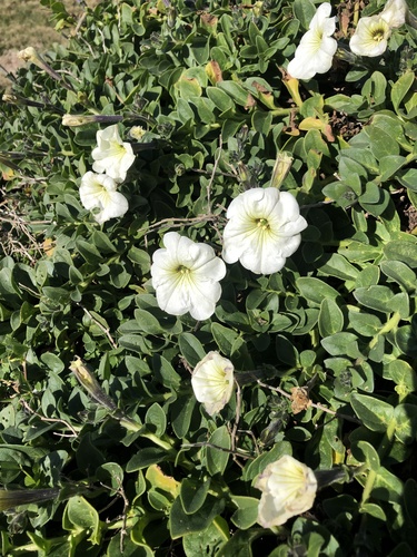Petunia axillaris