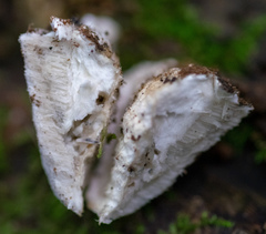Polyporales