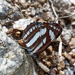 Neptis mahendra