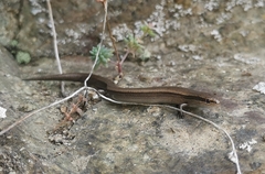 Ablepharus kitaibelii