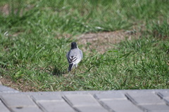 Motacilla alba