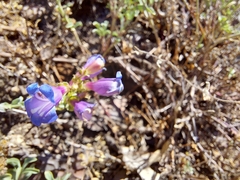 Penstemon laetus