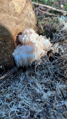 Hericium americanum