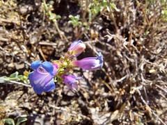 Penstemon laetus