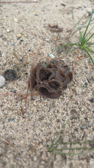 Phylloscypha phyllogena