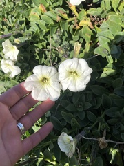 Petunia axillaris