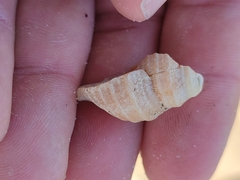 Muricidae