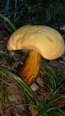 Suillellus luridus
