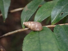Gastropoda