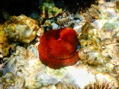Actinia mediterranea