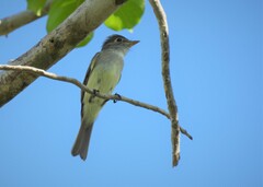Empidonax minimus