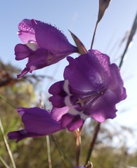 Gladiolus rogersii