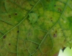 Pachypsylla celtidisasterisca