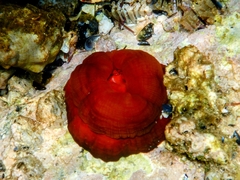 Actinia mediterranea