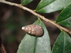 Gastropoda