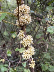 Cuscuta compacta