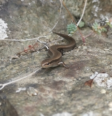 Ablepharus kitaibelii