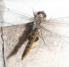 Pantala hymenaea