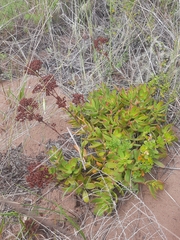 Crassula cultrata